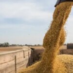 Росія привласнила 9 мільйонів тонн українського збіжжя