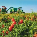 Спека змушує переробників томатів коригувати плани