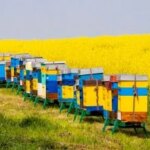 Закарпатські пасічники зібрали на чверть менше меду