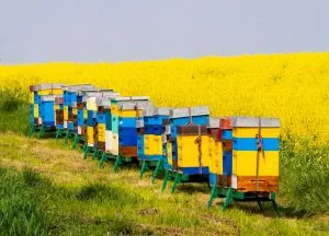 Закарпатські пасічники зібрали на чверть менше меду