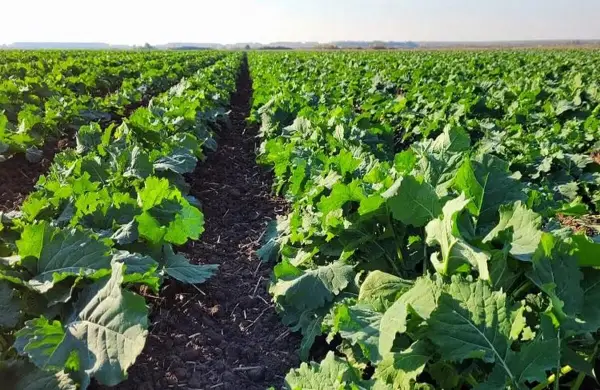 Ріпак: густота посіву та міжряддя визначають урожай