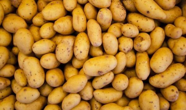 Спека загрожує скоротити врожай картоплі на Волині на 40%