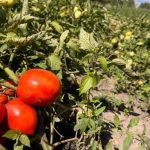 Як перестати «заморювати» томати надмірною турботою: порада досвідченого аграрія