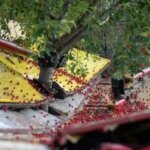 Україна нарощує механізований збір вишні, відкриваючи нові перспективи