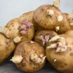 Що робити з пророслою картоплею: лайфхаки та рекомендації