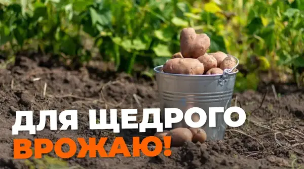 Картопля: коли час збирати врожай