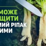 Битва за врожай: як хвороби загрожують озимому ріпаку на ранніх…