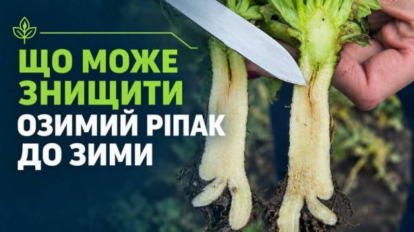 Битва за врожай: як хвороби загрожують озимому ріпаку на ранніх стадіях