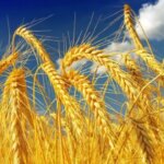 Українська пшениця дешевшає: аналіз чинників