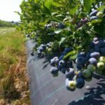 Нерегулярна вологість ґрунту обмежує потенціал урожайності лохини