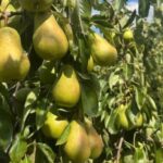 Вінницькі сади обіцяють рекордний урожай груш