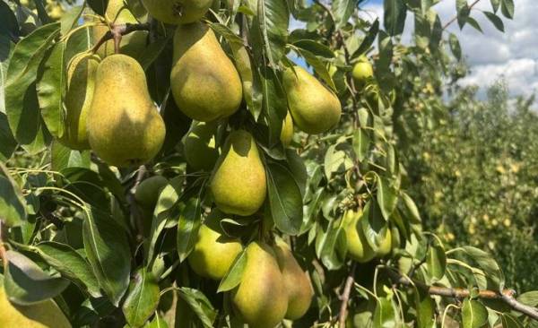 Вінницькі сади обіцяють рекордний урожай груш