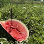 Одеські кавуни втрачають у ціні через логістичні проблеми