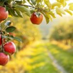 Полтавщина цьогоріч очікує на 20% більше яблук