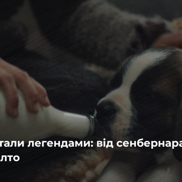 Від сенбернара Баррі до Патрона: історії собак-героїв