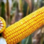 USDA скоротило прогноз світового врожаю кукурудзи