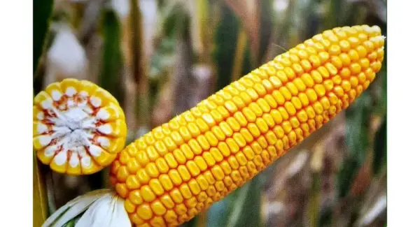 USDA скоротило прогноз світового врожаю кукурудзи
