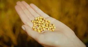 Україна спрощує експорт сої: що це означає для бізнесу