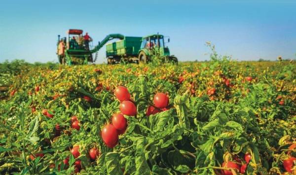 Українські томати для переробки цього сезону вражають якістю