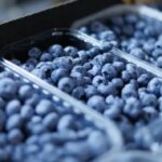 Нідерланди випередили Польщу за обсягами імпорту української лохини