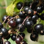 Україна утримує другу позицію у світовому виробництві смородини