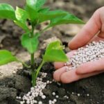 Фосфорні добрива ризикують опинитися в дефіциті