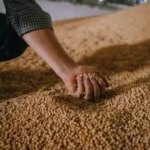 Українська соя без ГМО завойовує ринок Європи