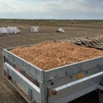 Аграрії Одещини фіксують нові шкідники: чи загрожують вони посівам