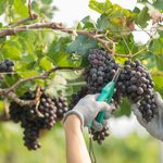 ЗЗР для винограду – агрохімічні засоби захисту від хвороб і&hellip;