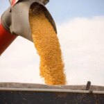 Кукурудза: цінова прірва між кордоном та портами