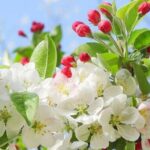 Раннє прорідження цвіту яблуні долає періодичність плодоношення