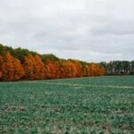 Аграрії скорочують посівні площі: галузь стоїть перед новими викликами