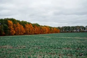 Аграрії скорочують посівні площі: галузь стоїть перед новими викликами