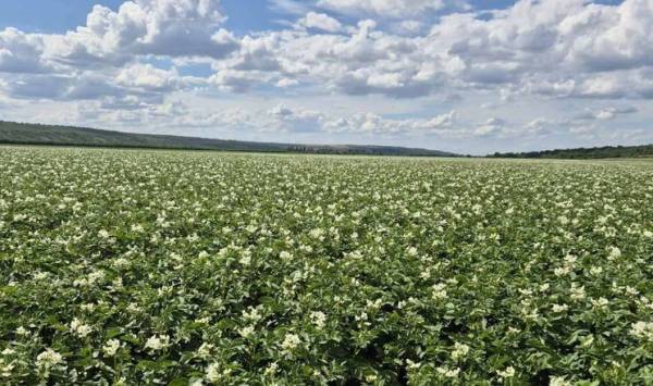Сорт картоплі визначає вміст амінокислот краще за добрива