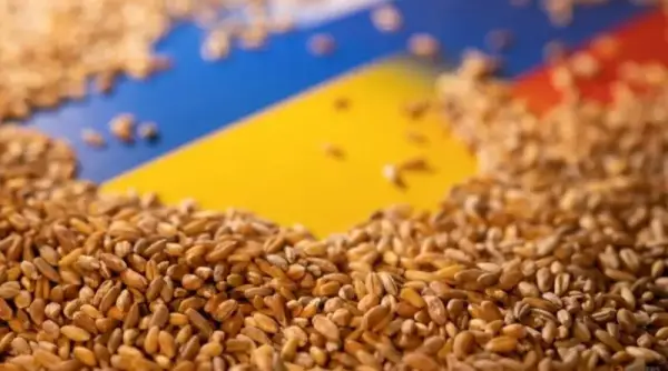 Україна експортувала 3,5 мільйона тонн зерна з початку сезону