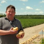 Картопля Ямайка: українські аграрії оцінили новий сорт