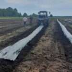 Ґрунт для лохини: чому його структура важливіша за добрива