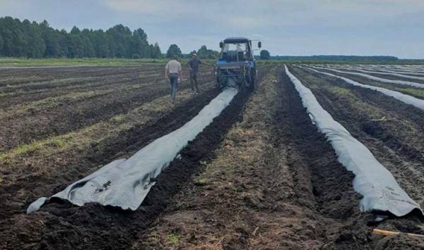 Ґрунт для лохини: чому його структура важливіша за добрива