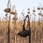Херсонські аграрії змушені сіяти льон через посуху