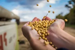 Кабмін розширив строки розрахунків для експортерів агропродукції до 180 днів