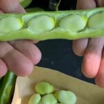 Городники та вчені об’єдналися для досліджень агрокультур
