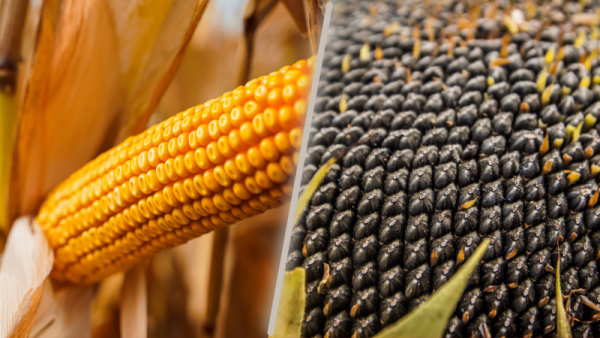 Syngenta розширила виробництво гібридів кукурудзи “Феномен” та “НК Конді”