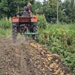 Картопляні комбайни: ціни на послуги з викопування на Чернігівщині