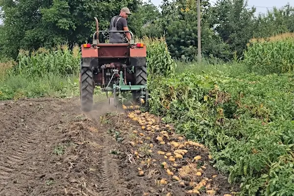 Картопляні комбайни: ціни на послуги з викопування на Чернігівщині