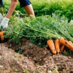Чому фермери масово відмовляються від овочів на користь сої