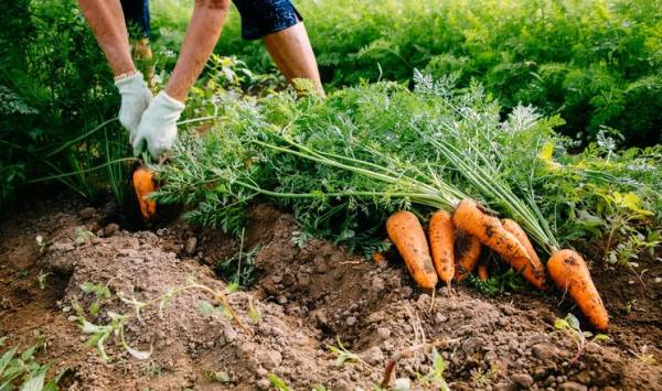 Чому фермери масово відмовляються від овочів на користь сої
