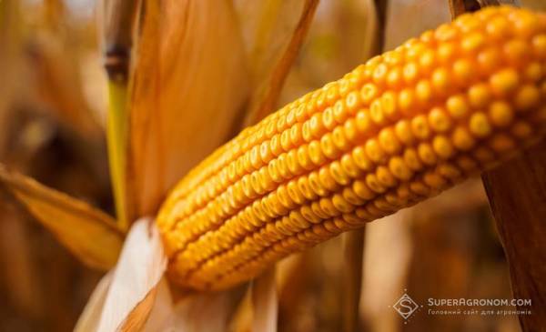 Віктор Губрій: Малі аграрії України під загрозою зникнення без державної допомоги
