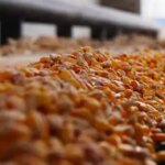 Українська кукурудза: як морський експорт формує світові ціни