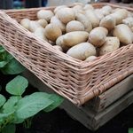 Як відібрати і закласти на зберігання садивну картоплю