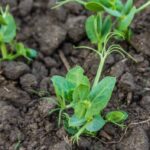 Зимуючий горох: коли сіяти, скільки та як захистити від морозів